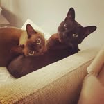 Bella & Bolt - @bella_bolt1413 - Instagram