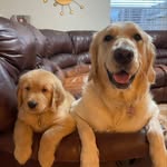 Bella & Bolt❤️🐾 - @bella.and.bolt - Instagram