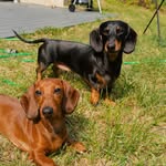 Bella & Bolt - @double_doxiess - Instagram