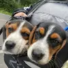 Bella & Bolt - @bella_bolt123 - TikTok