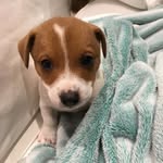 Bella And Bolt - @bella_bolt_pup - Instagram