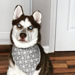 Bella And Bolt - @crazyhuskyduo - Instagram