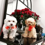 Bella_Bolt - @bella_bolt4 - Instagram