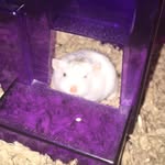 Bella Bolt - @bella_da__savage - Instagram