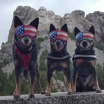 Bella, Bonnie(deaf) and Bolt - @beautiesandthebolt - Instagram