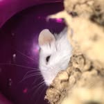 BELLA_DA_HAMSTER - @bella_bolt_marshmella_strong - Instagram