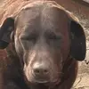 Bella n bolt - @bella.n.bolt - TikTok