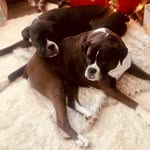Bella+Bolt - @bellabean_bolt_boxers - Instagram