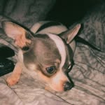 Bella,Bolt,Bubby,Billei - @chihuahua_4_life - Instagram