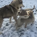 Bella&Bolt&Laika - @husky.triotrouble - Instagram