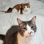 Bolt👼, Bella, Chicken, and Cow - @bolt.bella.chicken - Instagram