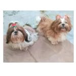 Crystal, Bella & Bolt 🐾🐾 - @crystal_e_bella_shihtzu - Instagram