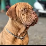 Dogue De Bordeaux N Rottweiler - @bella_bolt_gigi - Instagram