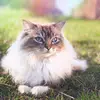Hi 🥰 - @bolt.bella - TikTok