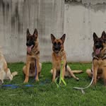 Kiara-Bella-Bolt-Scooby - @klan_kbbs - Instagram