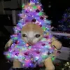 Bella_boo - @bella_boo0013 - TikTok