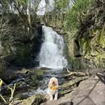 Bella Boo - @bella_boo_cockapoo - Instagram