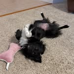 Bella Boo 🤍🖤 - @bellaboopeekapom - Instagram