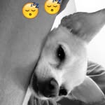 bella and booker🐶 - @bellabookerr - Instagram