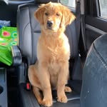Bella Booker Tausch - @goldengirl_belly - Instagram