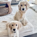Bella & Boone 🐾 - @bellaandboonetheminigoldens - Instagram