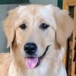 Bella Boone - @boonesdoodle.pups - Instagram