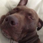 Bella Garys Dog - @bellaboonesheim3 - Instagram