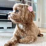 🌸 Bella Boo the Cavapoo 🌸 - @_bella.boo.the.cavapoo - Instagram