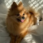 Bella 🎀 - @bella.boothepom - Instagram