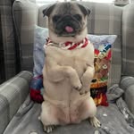 Bella 🎀🩷 - @bellaboo_thepug - Instagram
