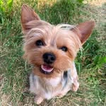 Bella 🐶 - @bellabootheyorkie - Instagram