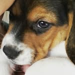 Bella Beagle - @bellaboo_the_beagle - Instagram