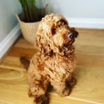 Bella Bear - @bella_boothecockapoo22 - Instagram