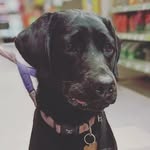Bella - @bella.boo.the.black.lab - Instagram