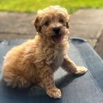 Bella - @bella_boo_the_maltipoo_ - Instagram