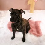 Bella🐶🐾 - @bellaboo.thestaffycross - Instagram
