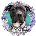 Bella - @bellaboo_the_bully - Instagram