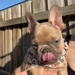 Bella - @bellaboothefrenchie - Instagram