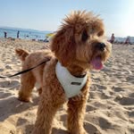 Bella Boo - @bella_boo_the_teddypoo - Instagram