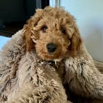 Bella Boo - @bella_boo_the_cockapoo_x - Instagram