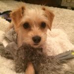 Bella Boo - @bellaboothedorkie - Instagram