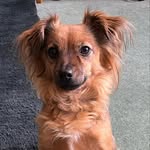 Bella Boo - @bella_boo_theterrierx - Instagram
