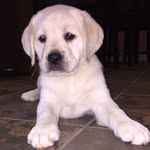 Bella Filger - @bellaboothepup - Instagram