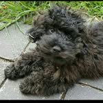 Bella the Moodle - @bellaboo_the_moodle - Instagram