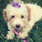 Bella Wellman - @bellaboo_themaltipoo - Instagram