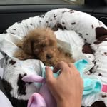 bellaboo - @bellaboothecockapoo_ - Instagram