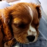 @bellaboo__thecavapoo - Instagram
