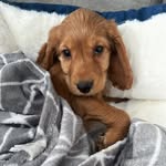 BellaBoo_TheCockerSpaniel 🐾 - @bellaboo_thecockerspaniel - Instagram