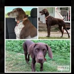 Bella, Lucy, and Bowen 🐶 - @bella_bowen_and_lucygsp - Instagram