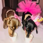 Bailey & Bella Bowers - @bailey_bella_thebowwowersbabes - Instagram